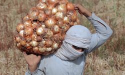 پیازکاران جنوب کرمان نسبت به عرضه به موقع محصول خود اقدام کنند
