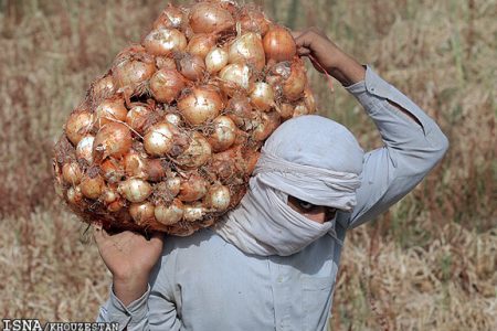 پیازکاران جنوب کرمان نسبت به عرضه به موقع محصول خود اقدام کنند