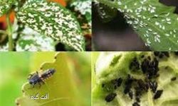 چشم‌ کرمان به کرم برگ‌خوار روشن