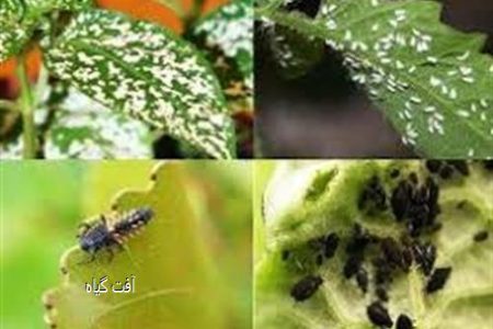 چشم‌ کرمان به کرم برگ‌خوار روشن