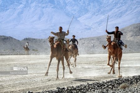 مقام پنجم پرورش شتر کشور به جنوب کرمان تعلق دارد