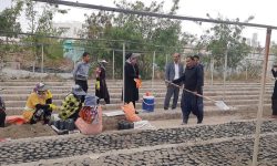آغاز گلدان گیری و مقدمات تولید نهال طرح مردمی کاشت یک میلیارد درخت در جنوب کرمان