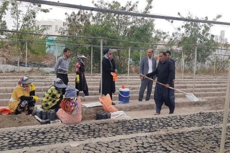 آغاز گلدان گیری و مقدمات تولید نهال طرح مردمی کاشت یک میلیارد درخت در جنوب کرمان