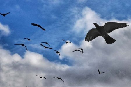 پرندگان، بال‌های بهشتی طبیعت؛ با آن‌ها مهربان باشیم