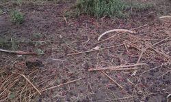 خسارت سنگین طوفان و بارندگی به نخلستان‌های قلعه گنج