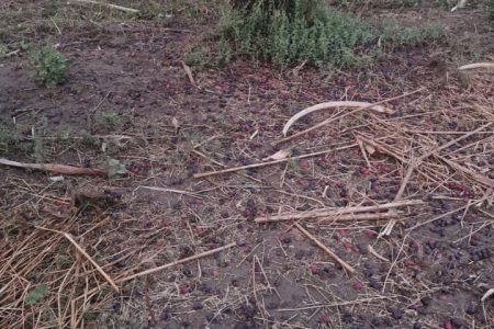 خسارت سنگین طوفان و بارندگی به نخلستان‌های قلعه گنج