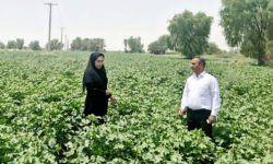 رونق کشت پنبه در چاه‌دادخدا با ۲۰۰ هکتار سطح زیرکشت