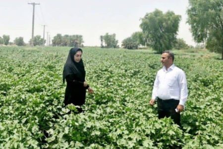 رونق کشت پنبه در چاه‌دادخدا با ۲۰۰ هکتار سطح زیرکشت